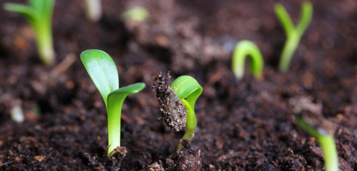 Ce fel de răsad când sunt plantate?