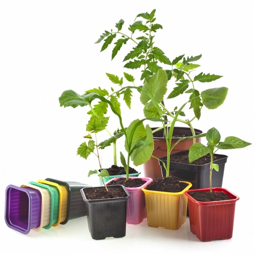Ce fel de răsad când sunt plantate?