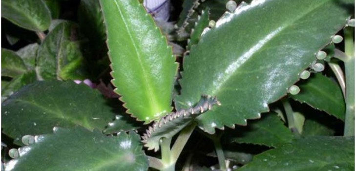 Planta Kalanchoe