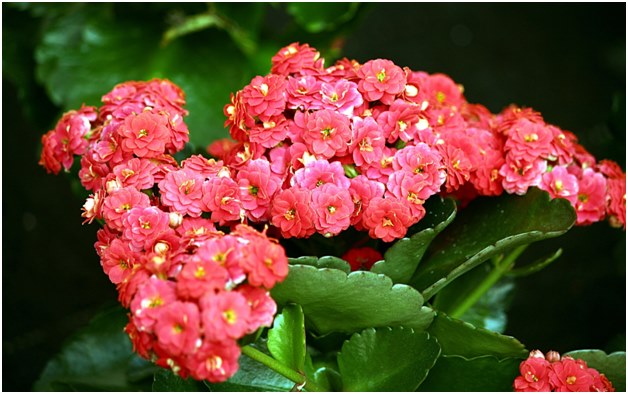 Floră de flori de flori