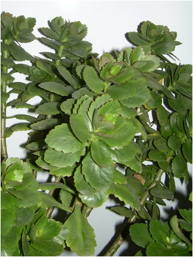 butași de Kalanchoe