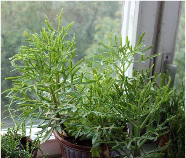 Kalanchoe - medicul de pe pervaz