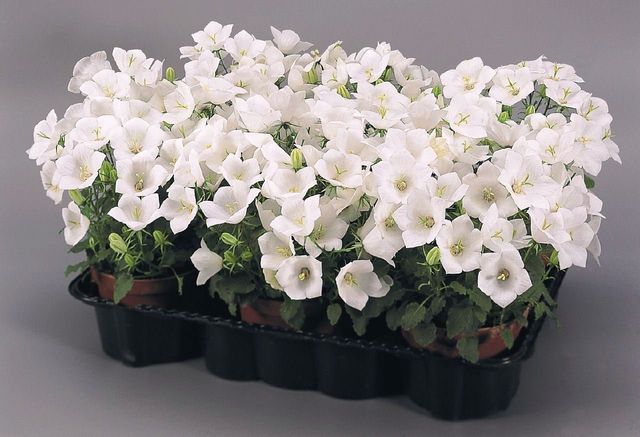 Grija pentru Campanula