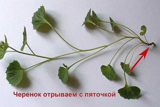 Grija pentru Campanula
