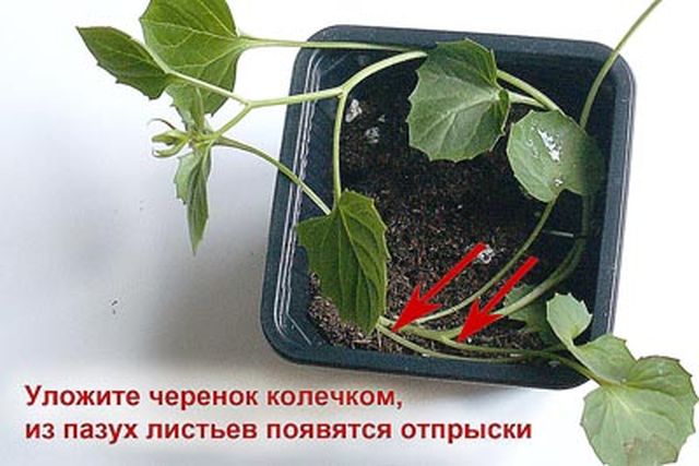 Grija pentru Campanula