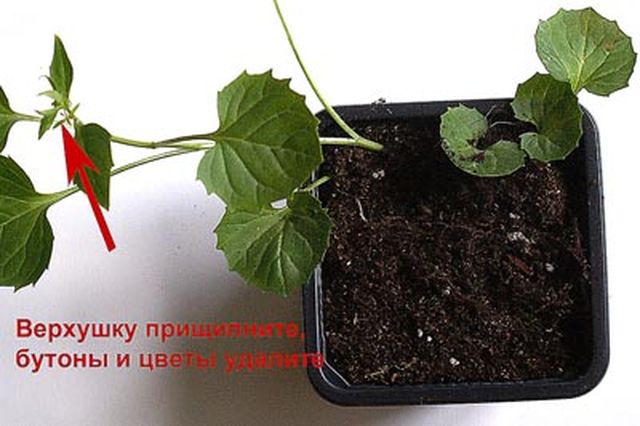 Grija pentru Campanula