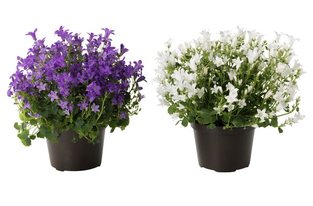 Grija pentru Campanula