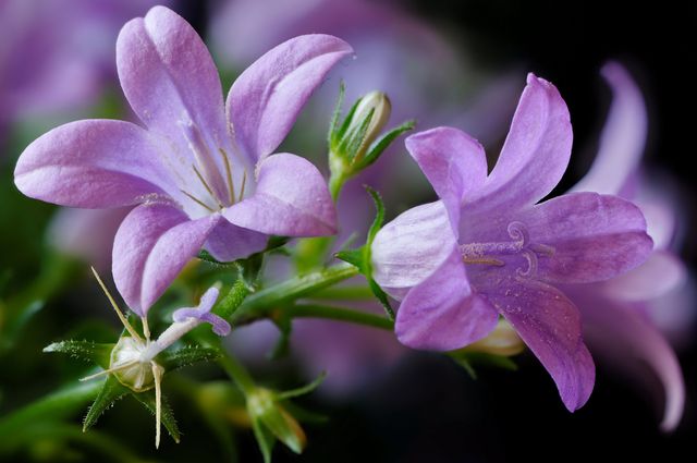 Campanula la domiciliu - plantare și îngrijire (video, fotografie): sfaturi pentru un floricultur începător