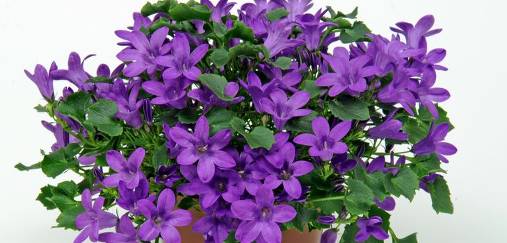Grija pentru Campanula