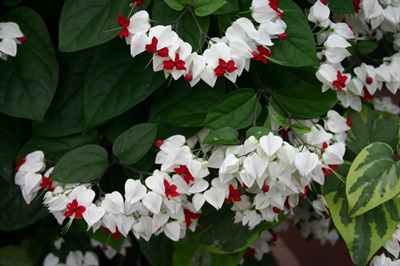 Clerodendrum - îngrijire
