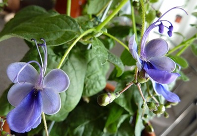 Clerodendrum - îngrijire