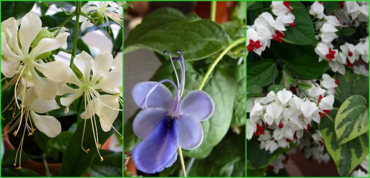 Clerodendrum - îngrijire