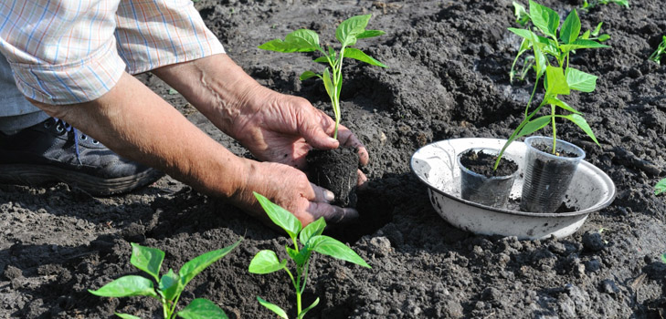 Când să plantezi răsadurile în sol deschis?