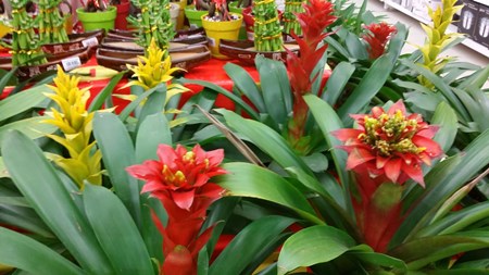 Cum să ai grijă de guzmania acasă Cum să ai grijă de guzmania acasă
