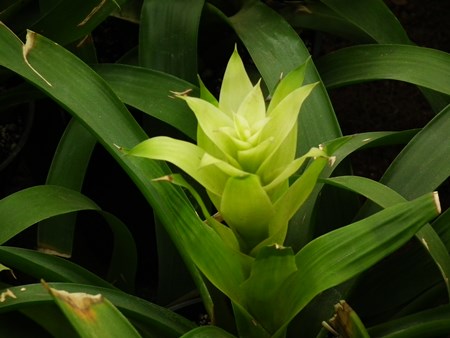 Guzmania: cum să aibă grijă de sezonul de reproducere Guzmania: cum să aibă grijă de sezonul de reproducere
