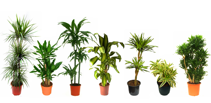 Plante interioare: dracaena