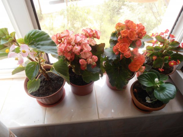 Begonia flori de interior: îngrijire la domiciliu