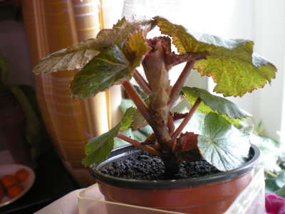 Begonia flori de interior: îngrijire la domiciliu
