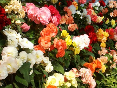 Begonia flori de interior: îngrijire la domiciliu