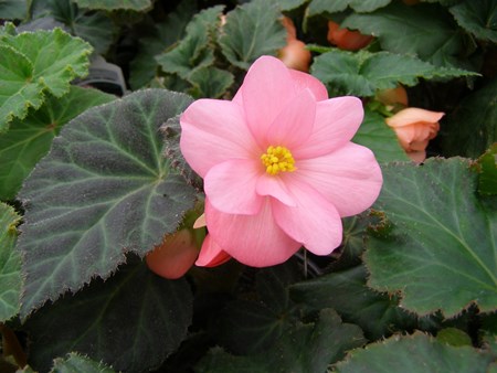 Begonia flori de interior: îngrijire la domiciliu