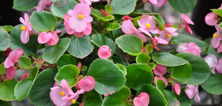 Begonia flori de interior: îngrijire la domiciliu
