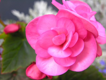 Cerșetoarea begonia provine din păduri tropicale și subtropicale Begonia flori de interior: îngrijire la domiciliu