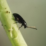 Cruciferae purice: metode de luptă