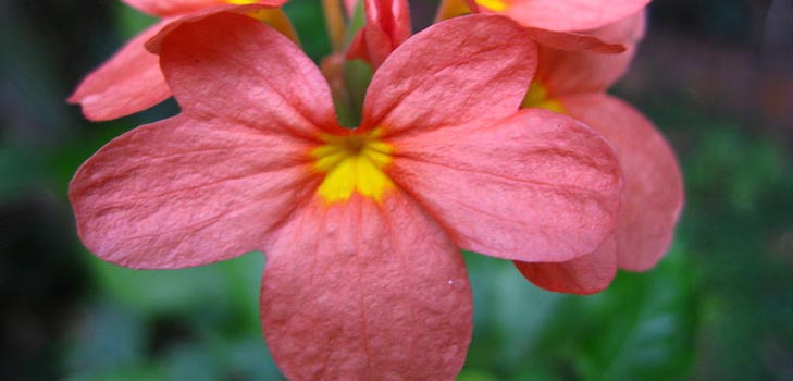 Crossandra: îngrijire și fotografie