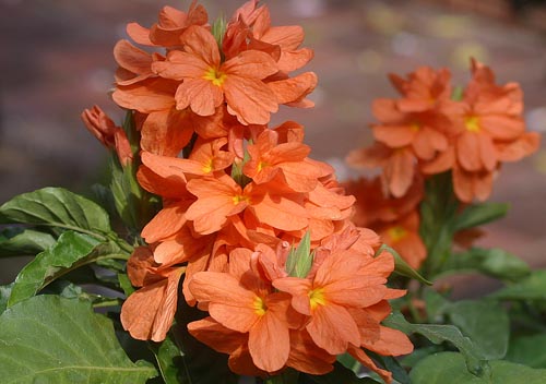 Crossandra: Specii