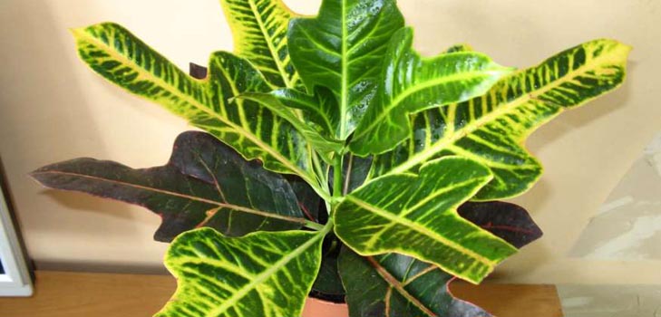 Croton: îngrijire la domiciliu