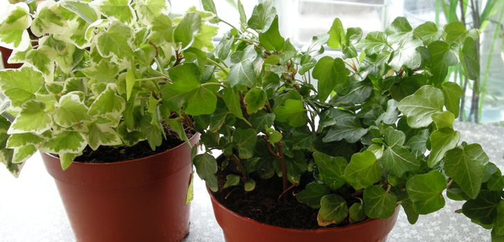 Calendarul lunar al plantelor de apartament 2016: cel mai precis. Tabel. Zile nefavorabile pentru transplant