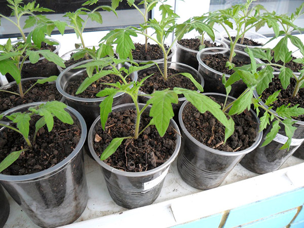 Calendarul însămânțării lunare pentru ianuarie 2017 în tabelul pentru grădinari și fermieri de camioane. Zile favorabile de plantare pentru tomate (tomate) pentru răsaduri lunare-2017