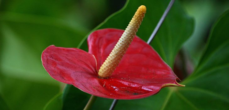 Floarea de flori de la Anthurium: îngrijire și reproducere acasă