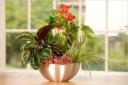 Transplantul Anthurium Transplantul Anthurium