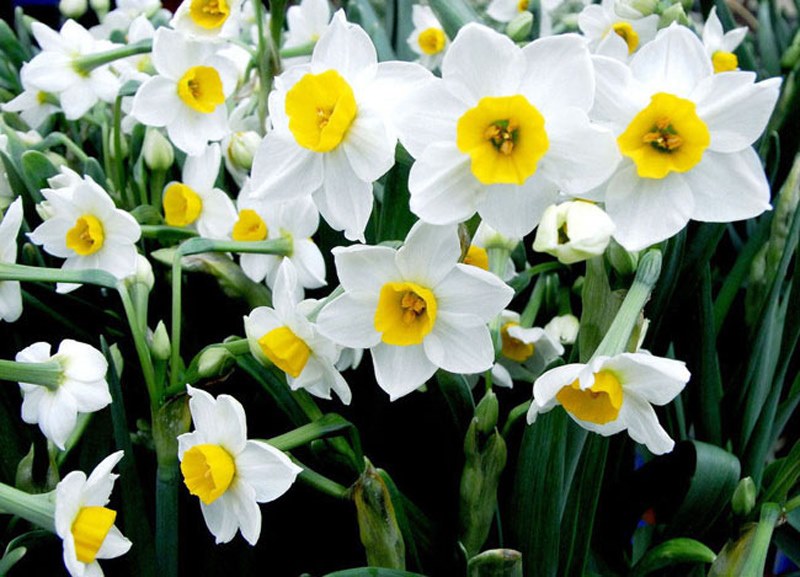 narcisele frumoase