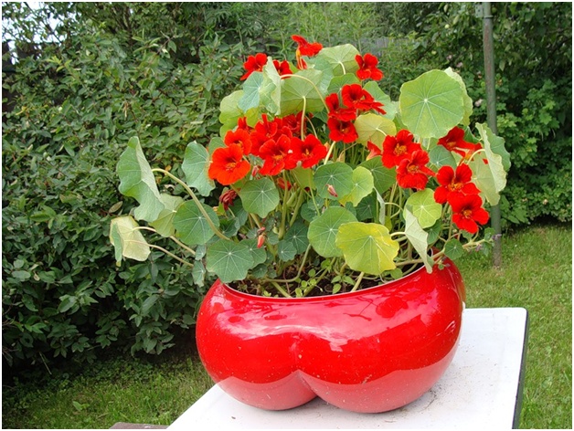 oală de flori
