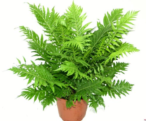 Nephrolepis. reproducere