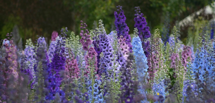 Noua Zeelandă delphiniums