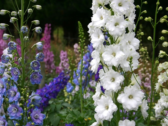 Noua Zeelandă delphiniums