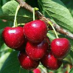 Tunderea cireșelor dulci