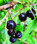 Tăiat coacăz: coacăz negru
