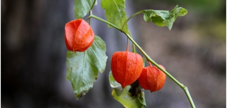 plante fizice