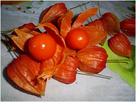 fructe de padure de fizalis