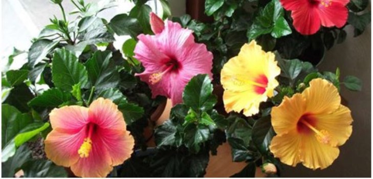 hibiscus floare