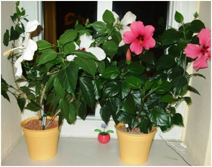 hibiscus pe pervazul ferestrei