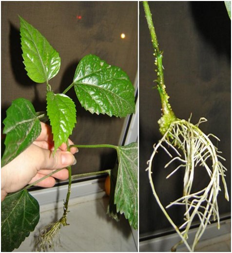 rădăcini de hibiscus