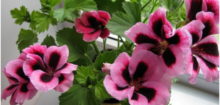 Pelargonium floare