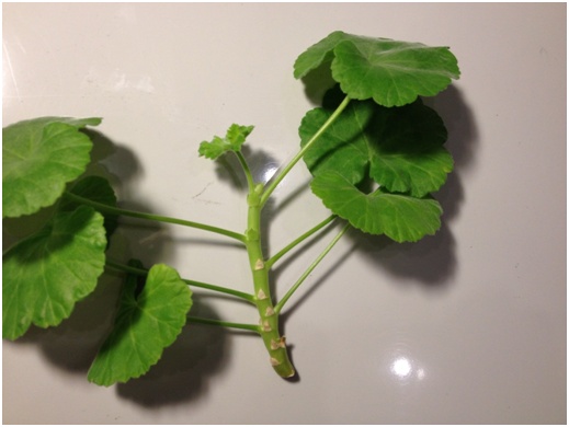 Pelargonium tulpina