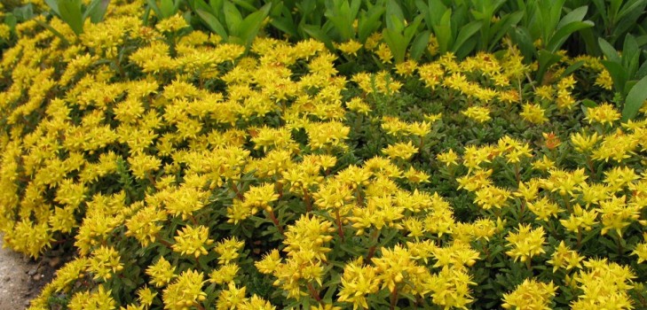 Curățare, sedum, iarbă de iepure! Cultivarea suculentelor în patul de flori și pe pervazul ferestrei