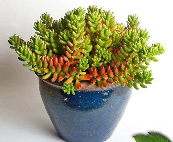 Curățare, sedum, iarbă de iepure! Cultivarea suculentelor în patul de flori și pe pervazul ferestrei